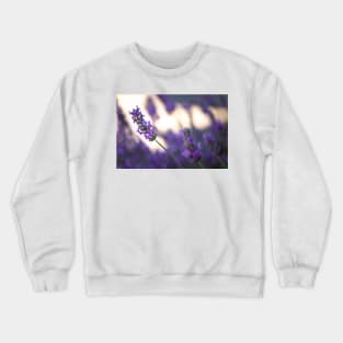 Close-up of lavender blossoms Crewneck Sweatshirt